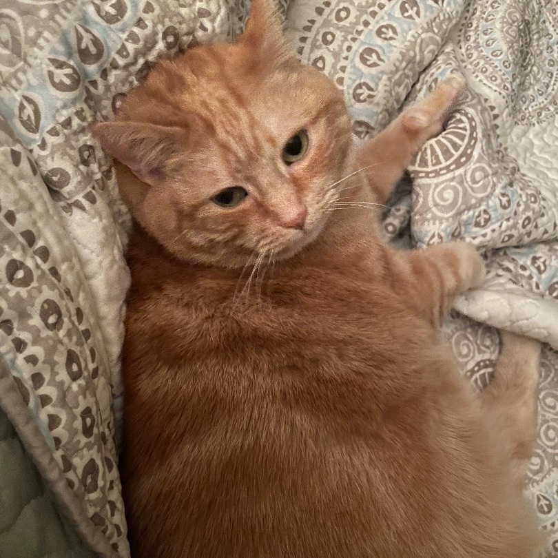 Mama Kitty 4