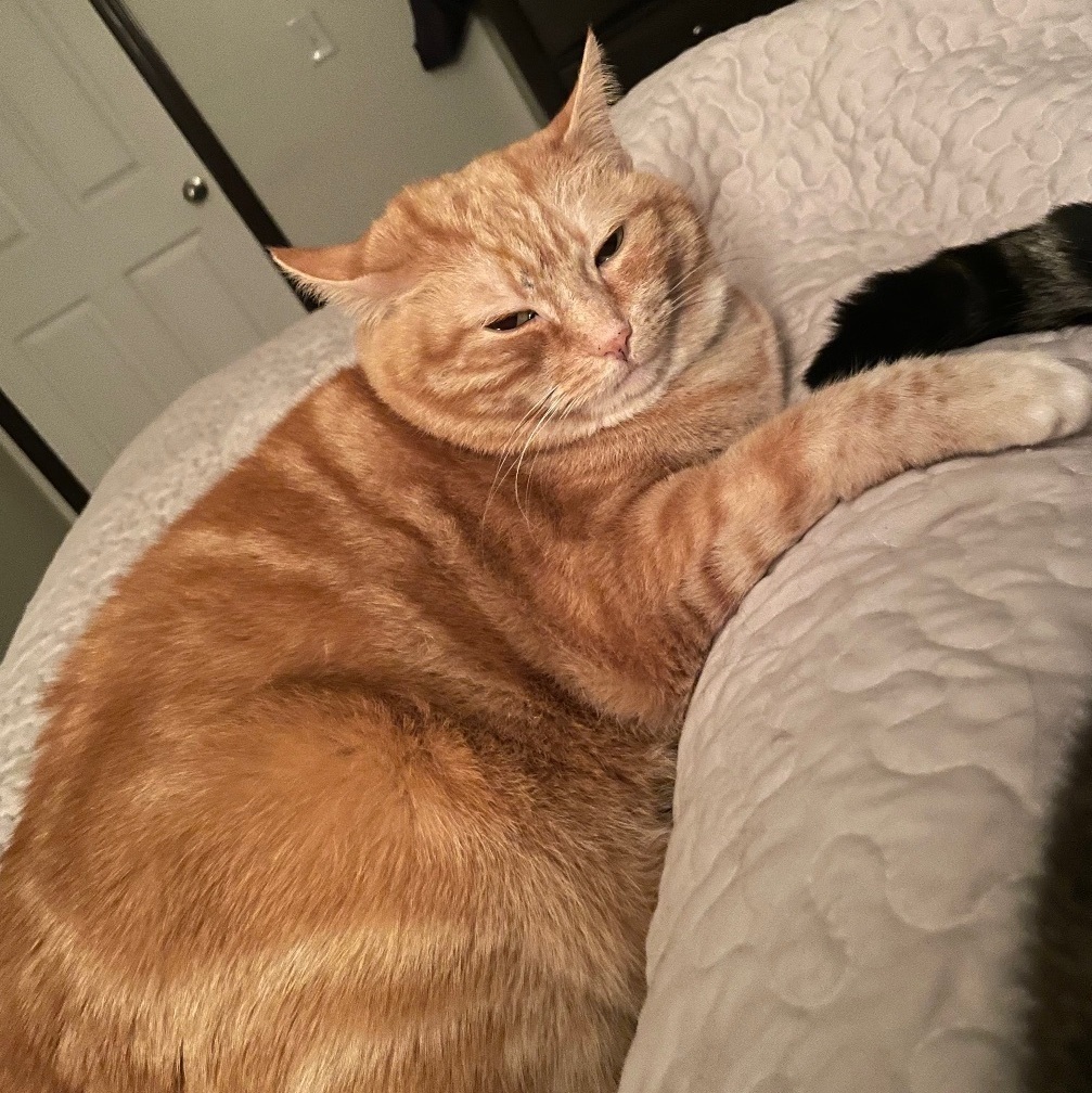 Mama Kitty 2