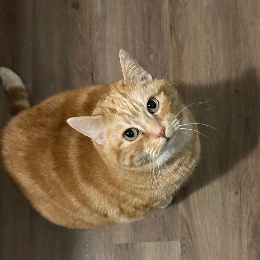 Mama Kitty
