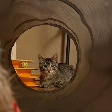 Buttons, a Adoptable Domestic Short Hair in Calgary, AB image 1/6