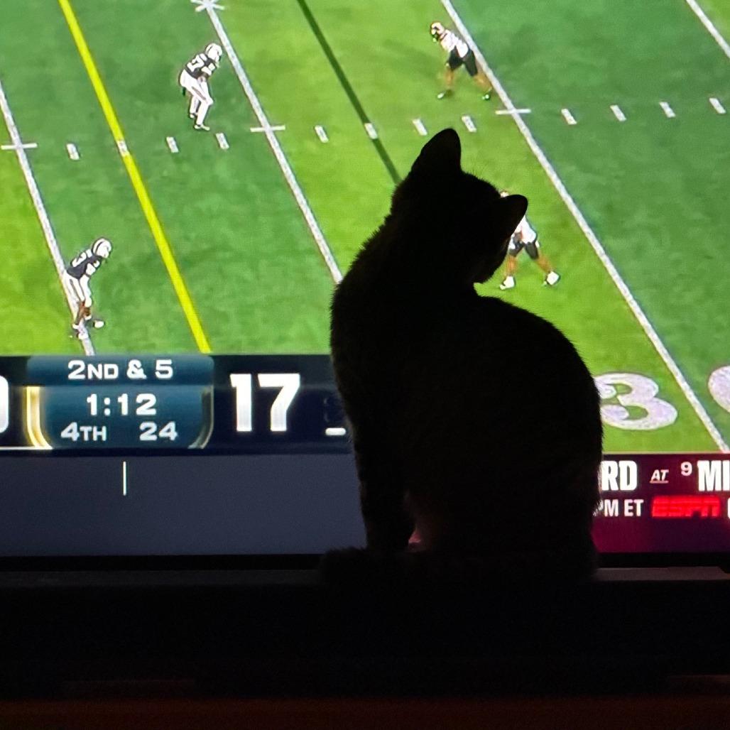 Buttons, a Adoptable Domestic Short Hair in Calgary, AB image 2/6