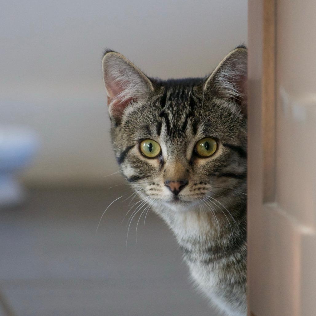 Buttons, a Adoptable Domestic Short Hair in Calgary, AB image 3/6