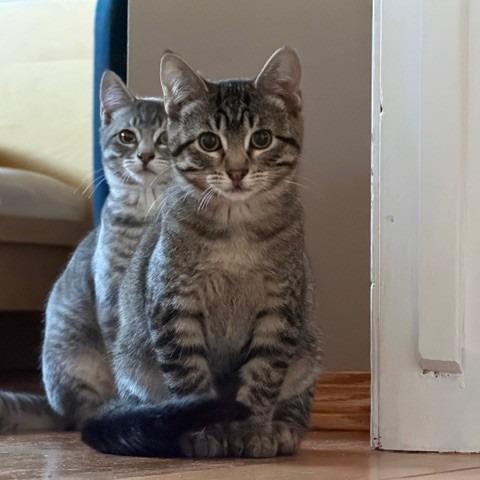 Buttons, a Adoptable Domestic Short Hair in Calgary, AB image 4/6