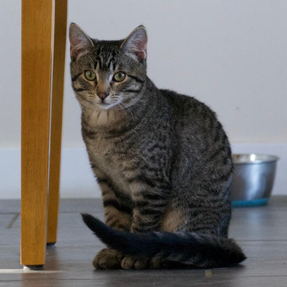 Buttons, a Adoptable Domestic Short Hair in Calgary, AB image 5/6