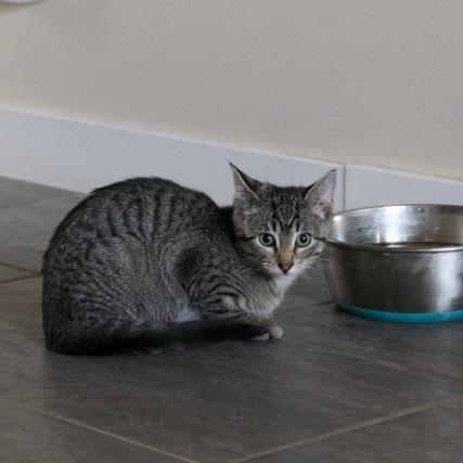 Buttons, a Adoptable Domestic Short Hair in Calgary, AB image 6/6