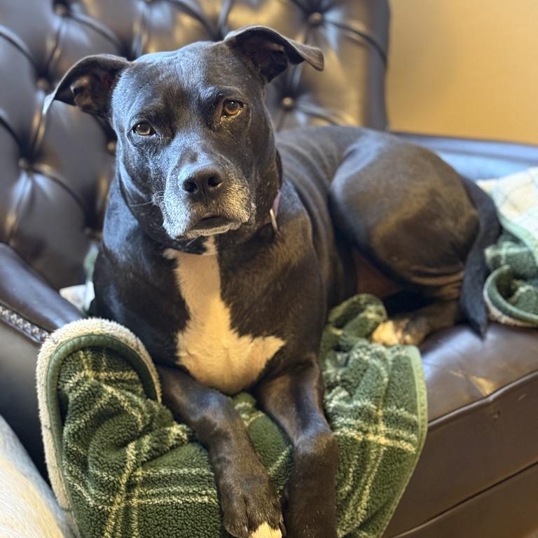 Enlarge Jake, a Adoptable Mixed Breed in Hopkinton, MA image 1/6