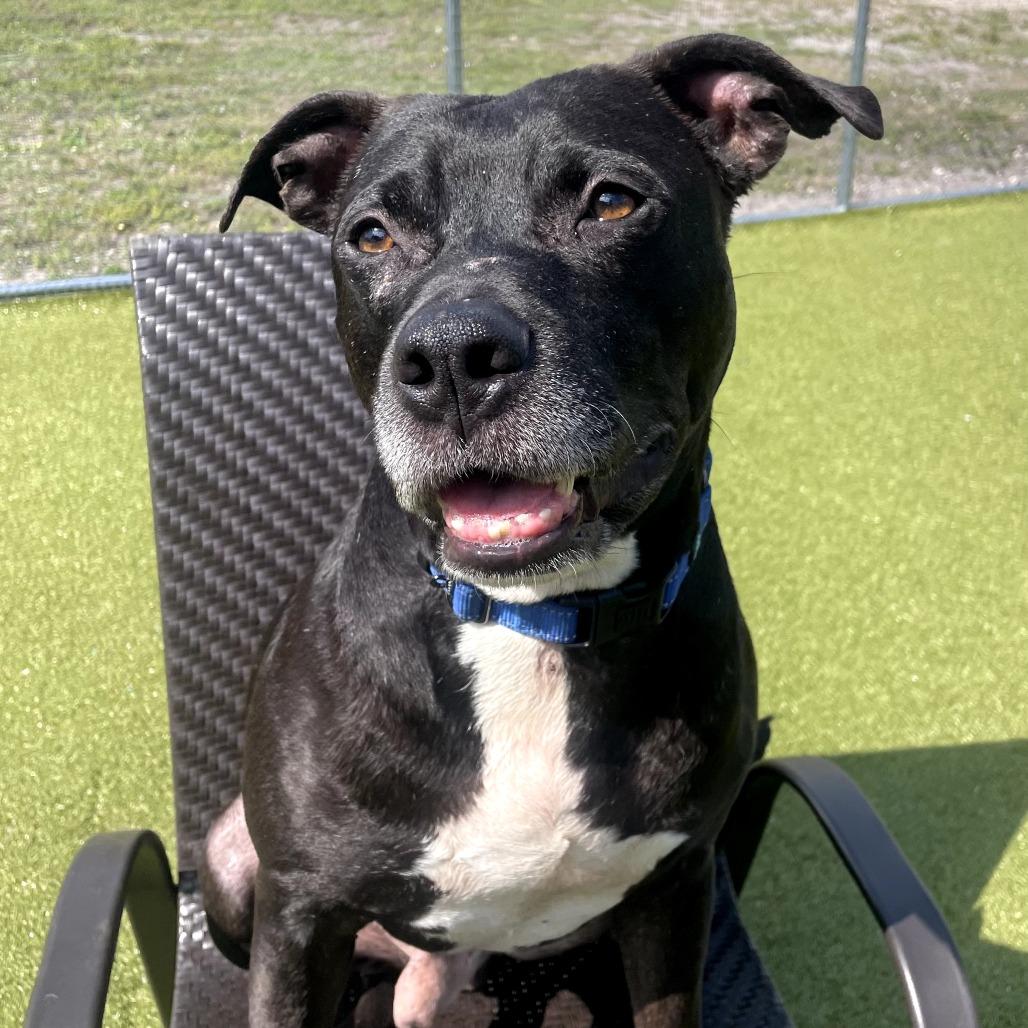 Enlarge Jake, a Adoptable Mixed Breed in Hopkinton, MA image 2/6