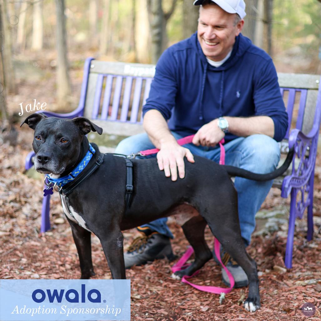 Enlarge Jake, a Adoptable Mixed Breed in Hopkinton, MA image 3/6