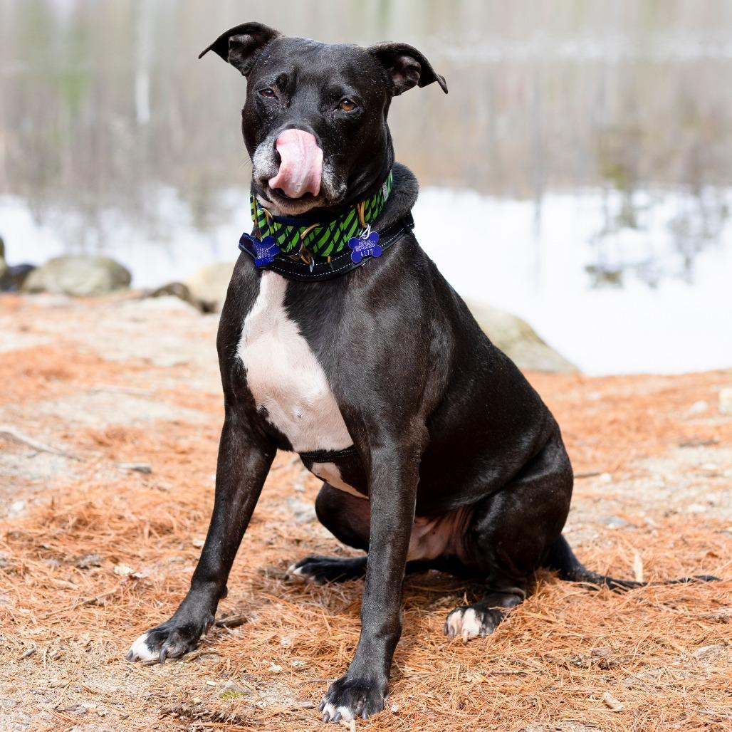 Enlarge Jake, a Adoptable Mixed Breed in Hopkinton, MA image 4/6