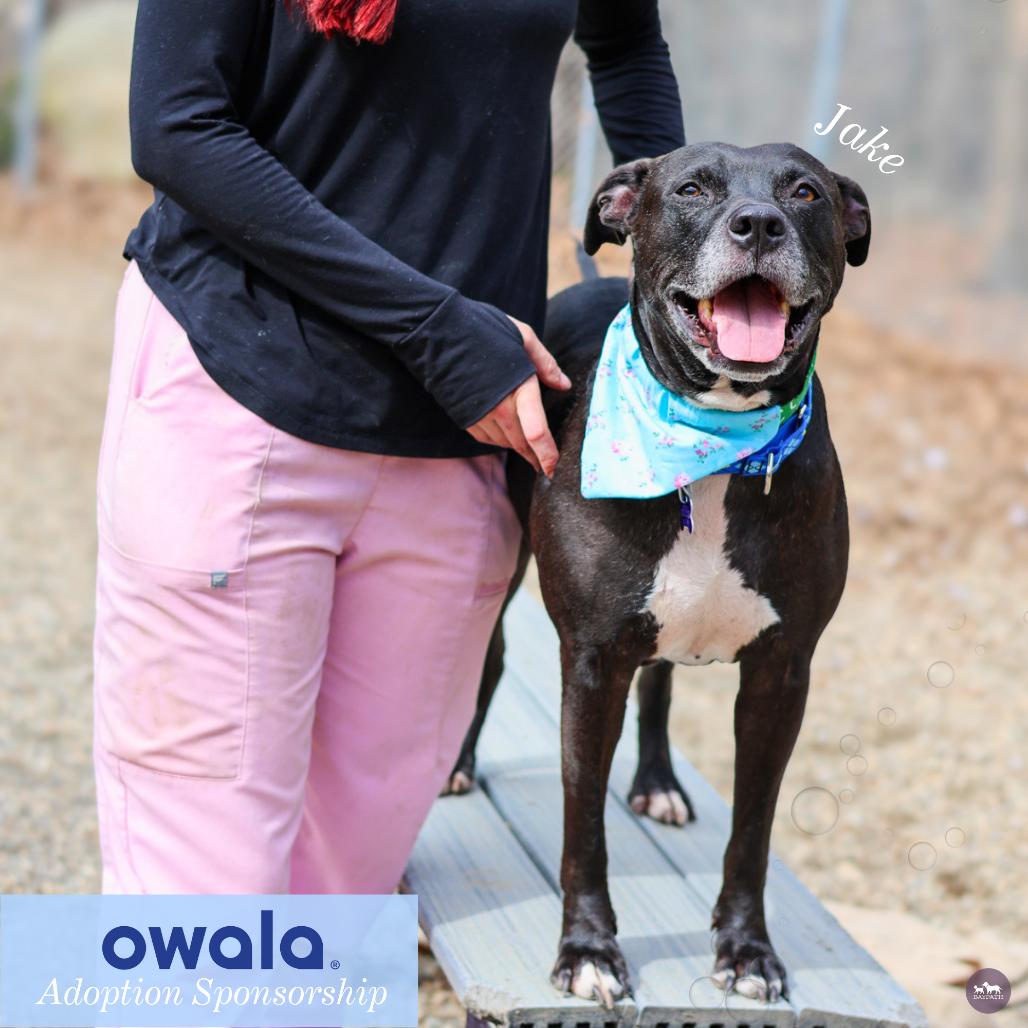 Enlarge Jake, a Adoptable Mixed Breed in Hopkinton, MA image 5/6