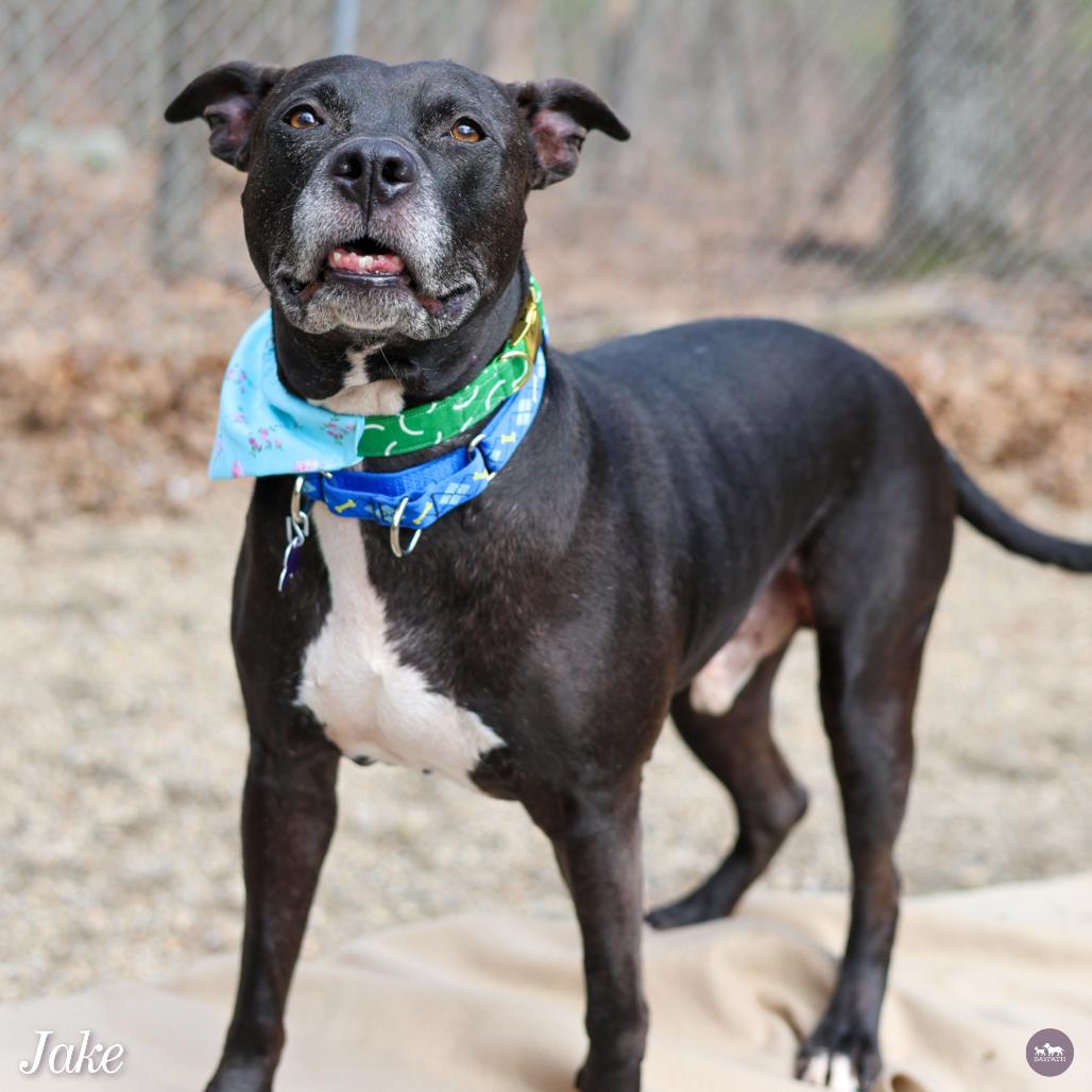 Enlarge Jake, a Adoptable Mixed Breed in Hopkinton, MA image 6/6