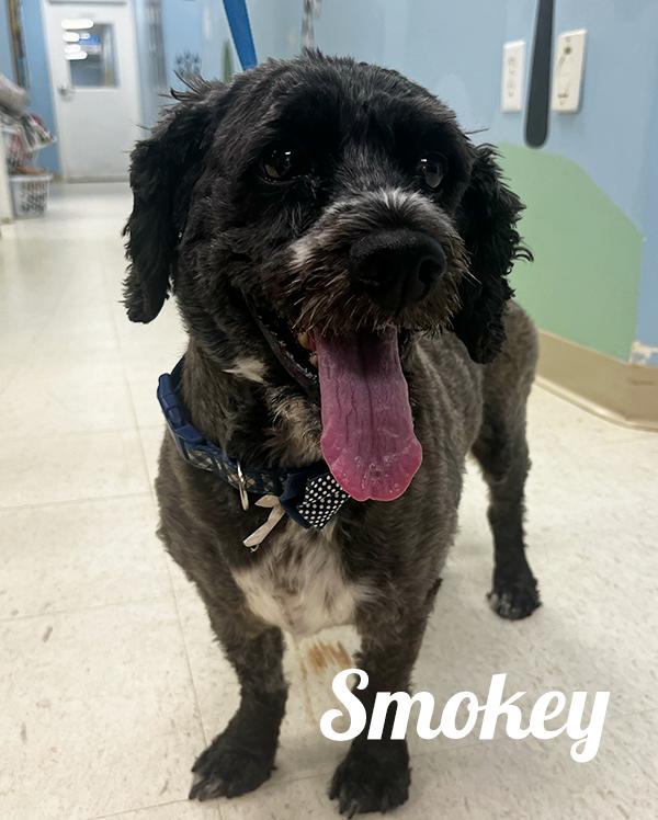 Enlarge Smokey, an adopted mixed breed in Manistee, MI image 1/1
