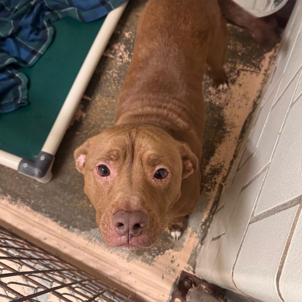 Bear, Adoptable, Adult Male Chocolate Labrador Retriever & Mixed Breed.