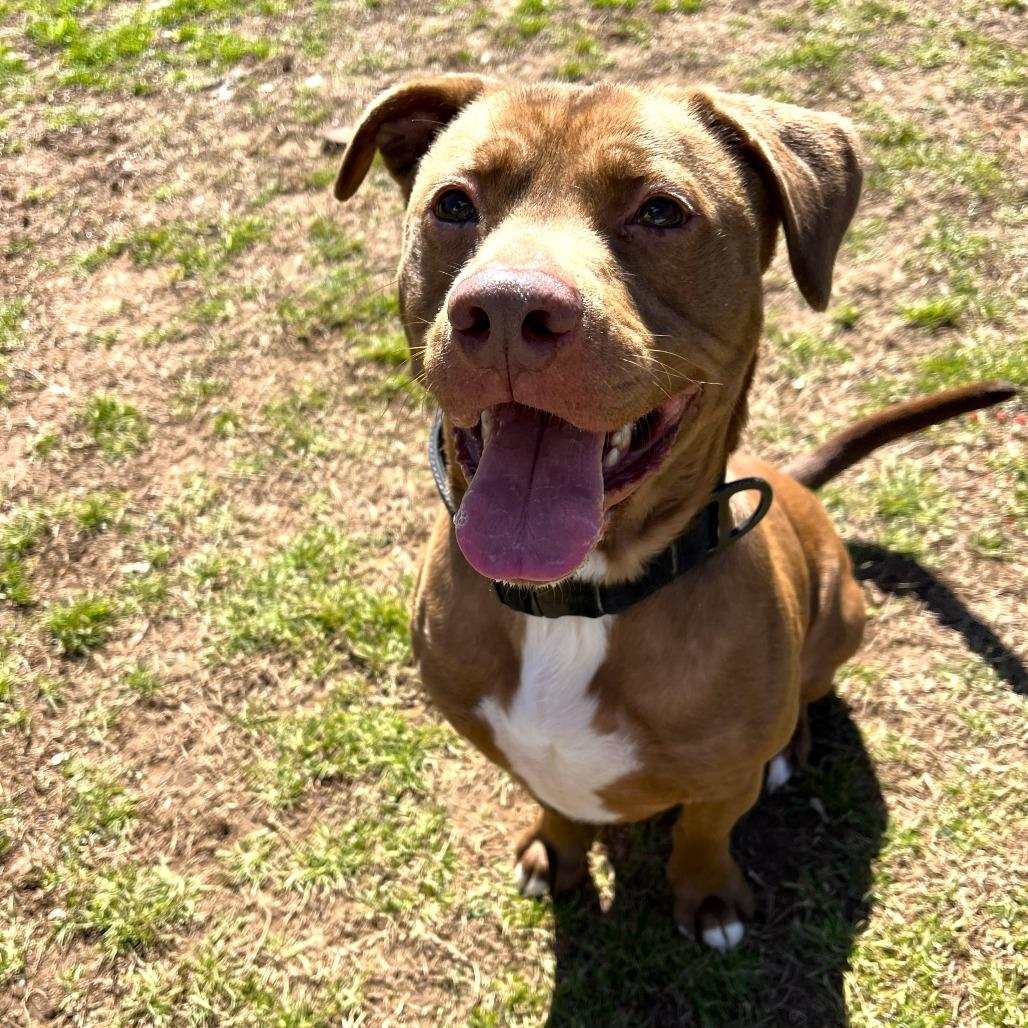 Enlarge Bear, a Adoptable mixed breed in Starkville, MS image 2/5