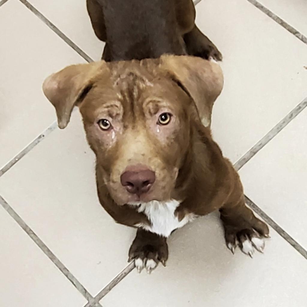 Enlarge Bear, a Adoptable mixed breed in Starkville, MS image 3/5