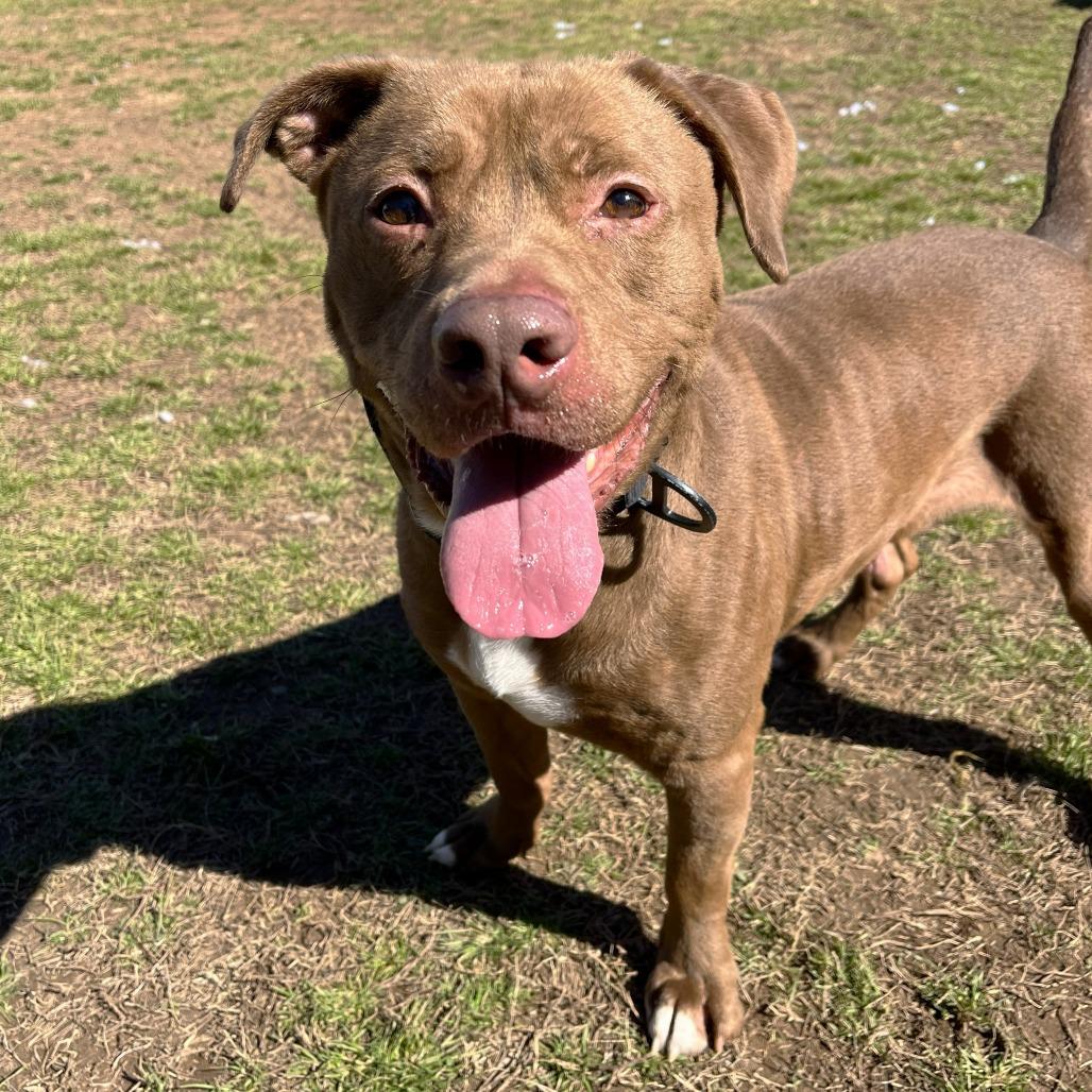 Enlarge Bear, a Adoptable mixed breed in Starkville, MS image 4/5