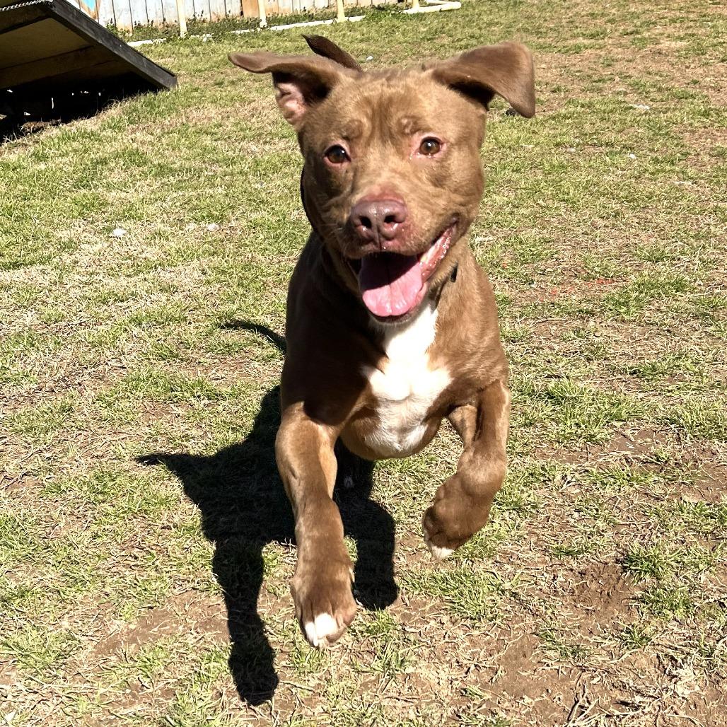 Enlarge Bear, a Adoptable mixed breed in Starkville, MS image 5/5