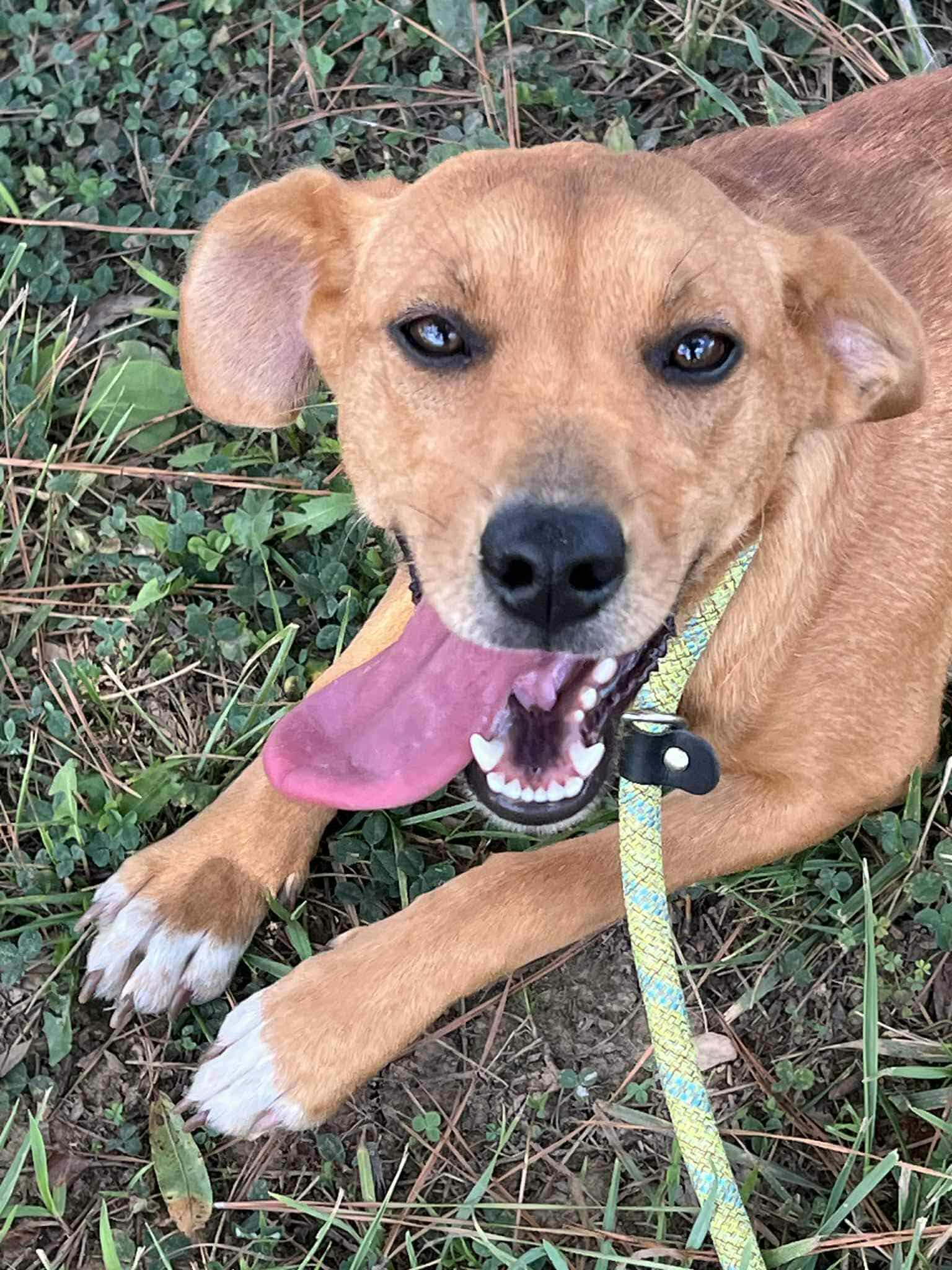 Dolly, Adoptable, Young Female Australian Cattle Dog / Blue Heeler & Beagle.