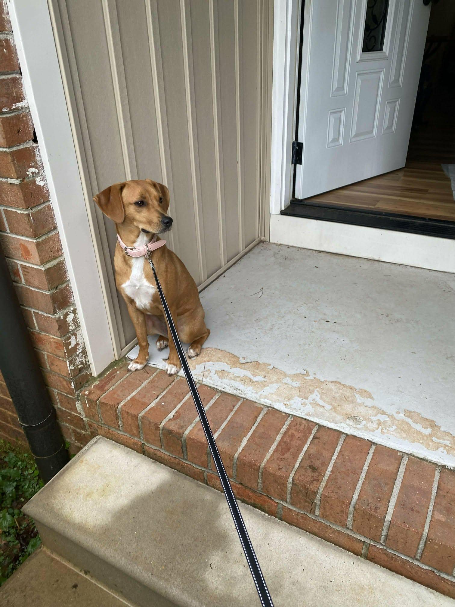 Enlarge Dolly, a Adoptable mixed breed in Ball Ground, GA image 2/3