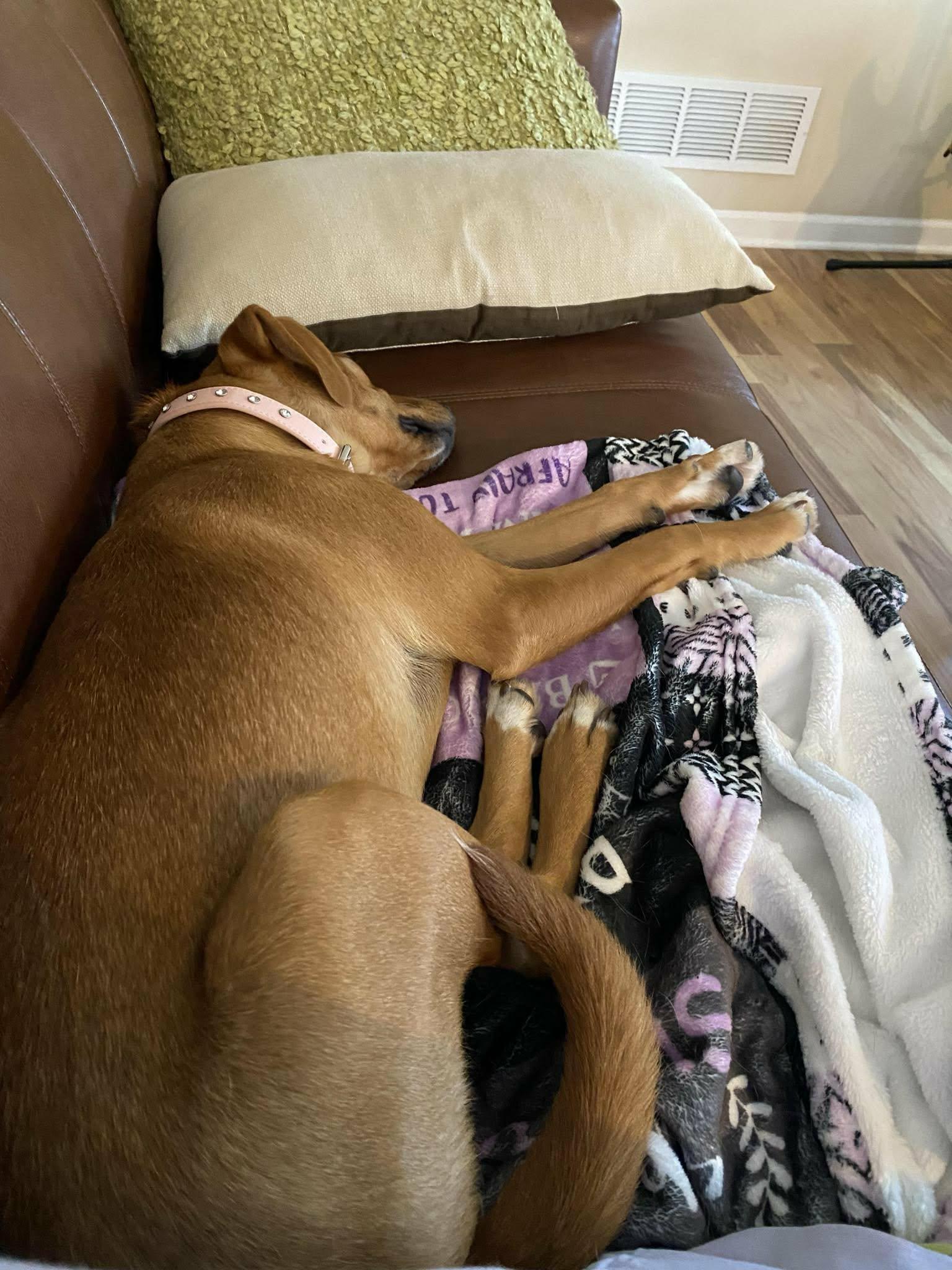 Enlarge Dolly, a Adoptable mixed breed in Ball Ground, GA image 3/3