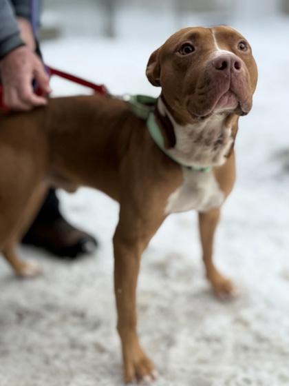 Shiloh, Adoptable, Adult Male Pit Bull Terrier & Mixed Breed.