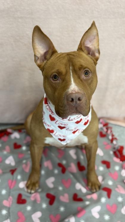 Shiloh, Adoptable, Adult Male Pit Bull Terrier & Mixed Breed.