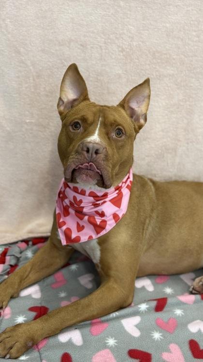 Shiloh, a Adoptable mixed breed in Valley View, OH image 2/3