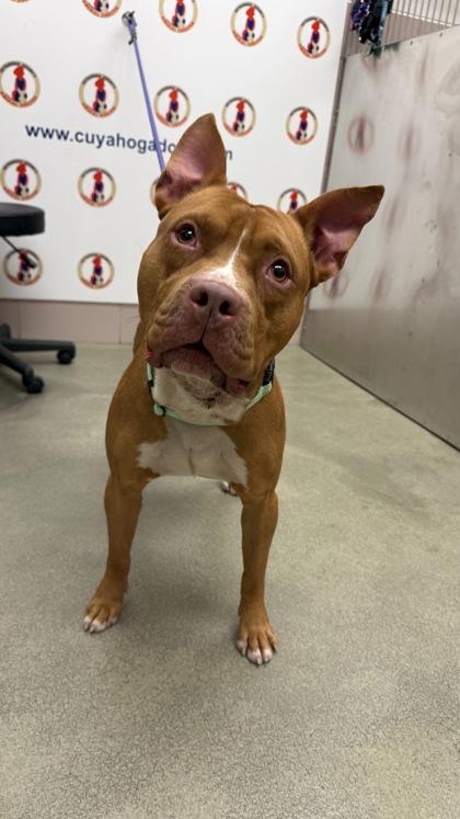 Shiloh, Adoptable, Adult Male Pit Bull Terrier & Mixed Breed.