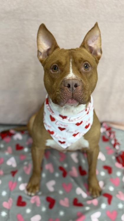 Shiloh, a Adoptable mixed breed in Valley View, OH image 3/3