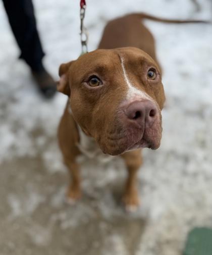 Shiloh, Adoptable, Adult Male Pit Bull Terrier & Mixed Breed.