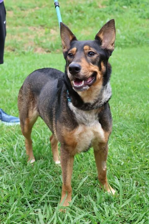 Baby, a Adoptable mixed breed in Columbia, TN image 1/5