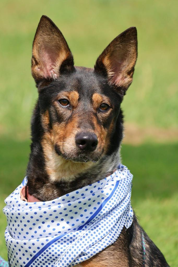 Baby, a Adoptable mixed breed in Columbia, TN image 2/5