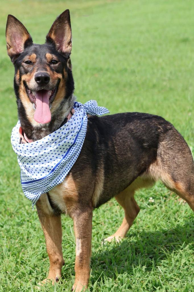Baby, a Adoptable mixed breed in Columbia, TN image 3/5