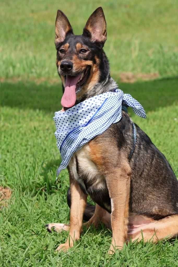Baby, a Adoptable mixed breed in Columbia, TN image 4/5