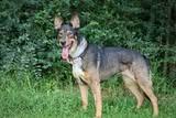 Baby, a Adoptable mixed breed in Columbia, TN image 5/5