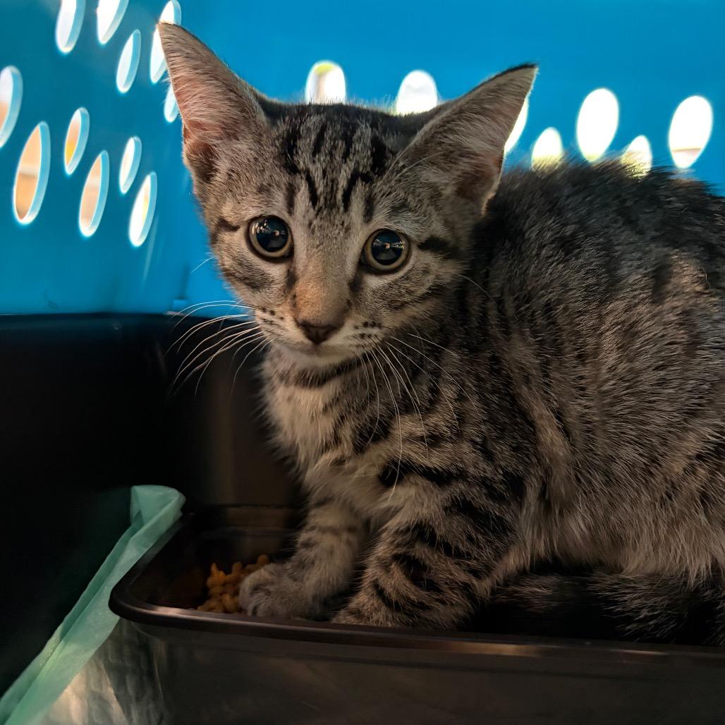 Taylor, Adoptable, Kitten Female Domestic Short Hair.