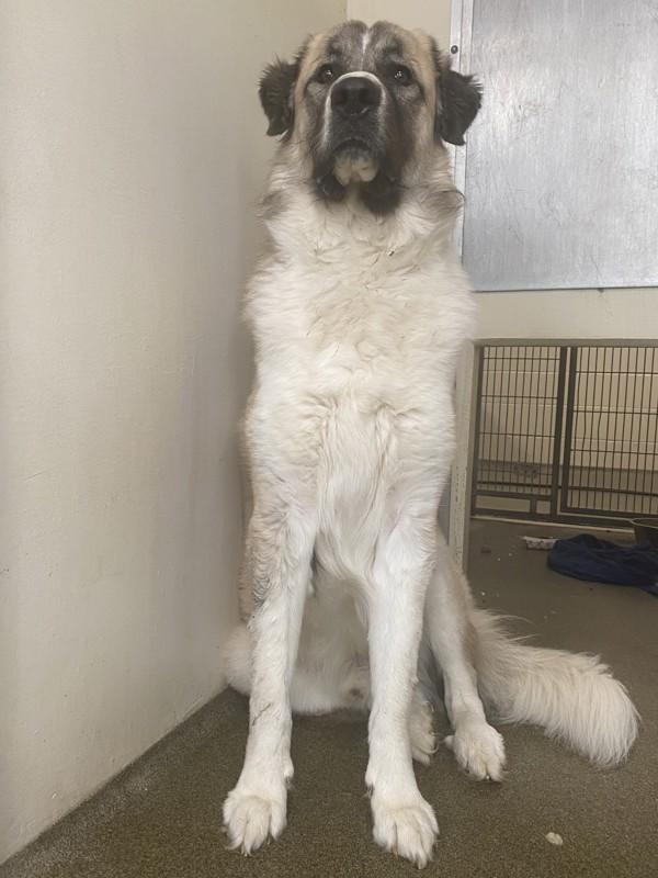 Fritzy, Adoptable, Adult Male Anatolian Shepherd & Great Pyrenees.