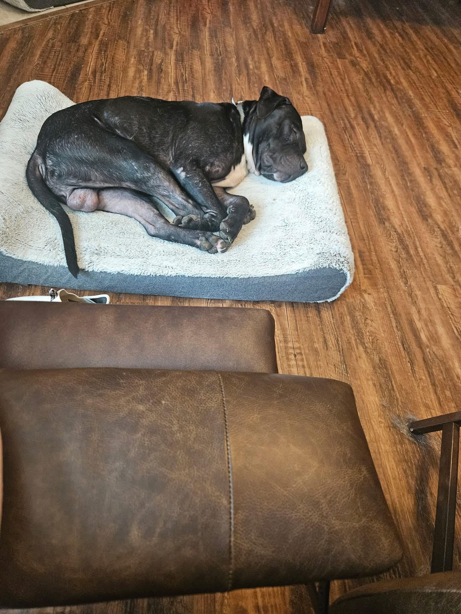 Buck, adopted, Young Male Black Labrador Retriever.