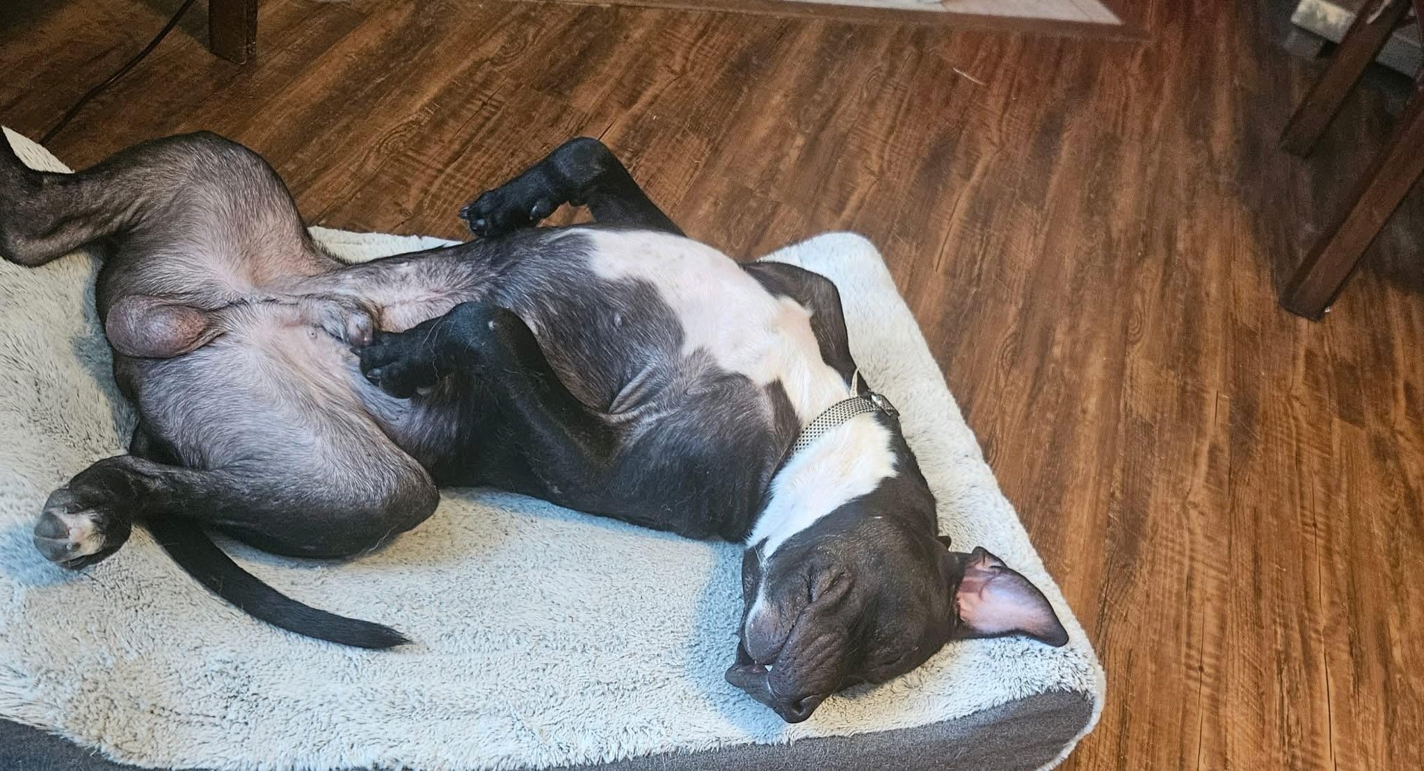 Enlarge Buck, an adopted mixed breed in Whitestone, NY image 2/4