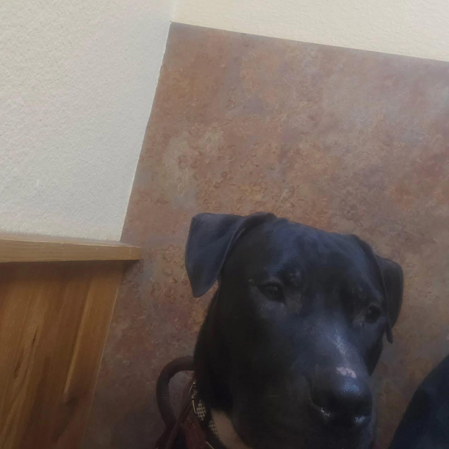 Enlarge Buck, an adopted mixed breed in Whitestone, NY image 3/4