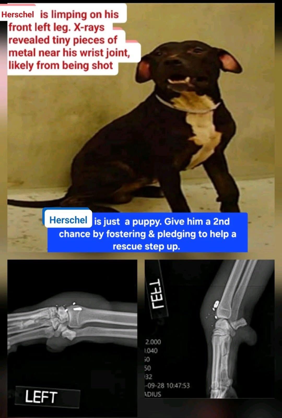 Enlarge Buck, an adopted mixed breed in Whitestone, NY image 4/4