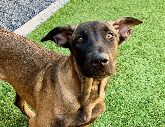 SAVE ME PLEASE Sindee - IDA554258, Adopted, Young Female Belgian Shepherd / Malinois.