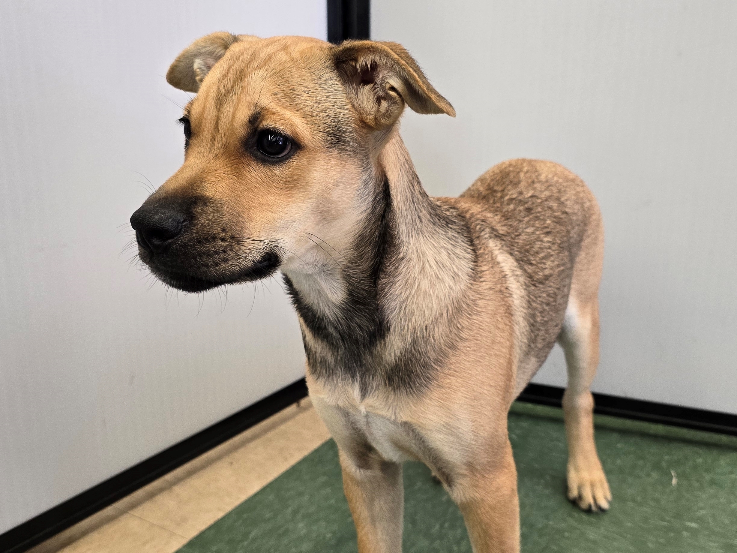 Reba, a Adoptable mixed breed in Tucson, AZ image 6/6