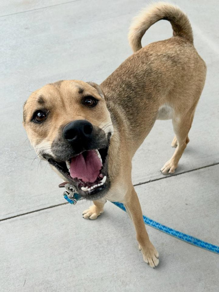 Reba, a Adoptable mixed breed in Tucson, AZ image 2/6