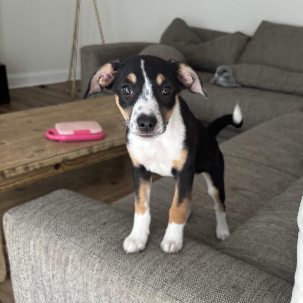 Sunny, Adoptable, Puppy Female Australian Cattle Dog / Blue Heeler & Shepherd.