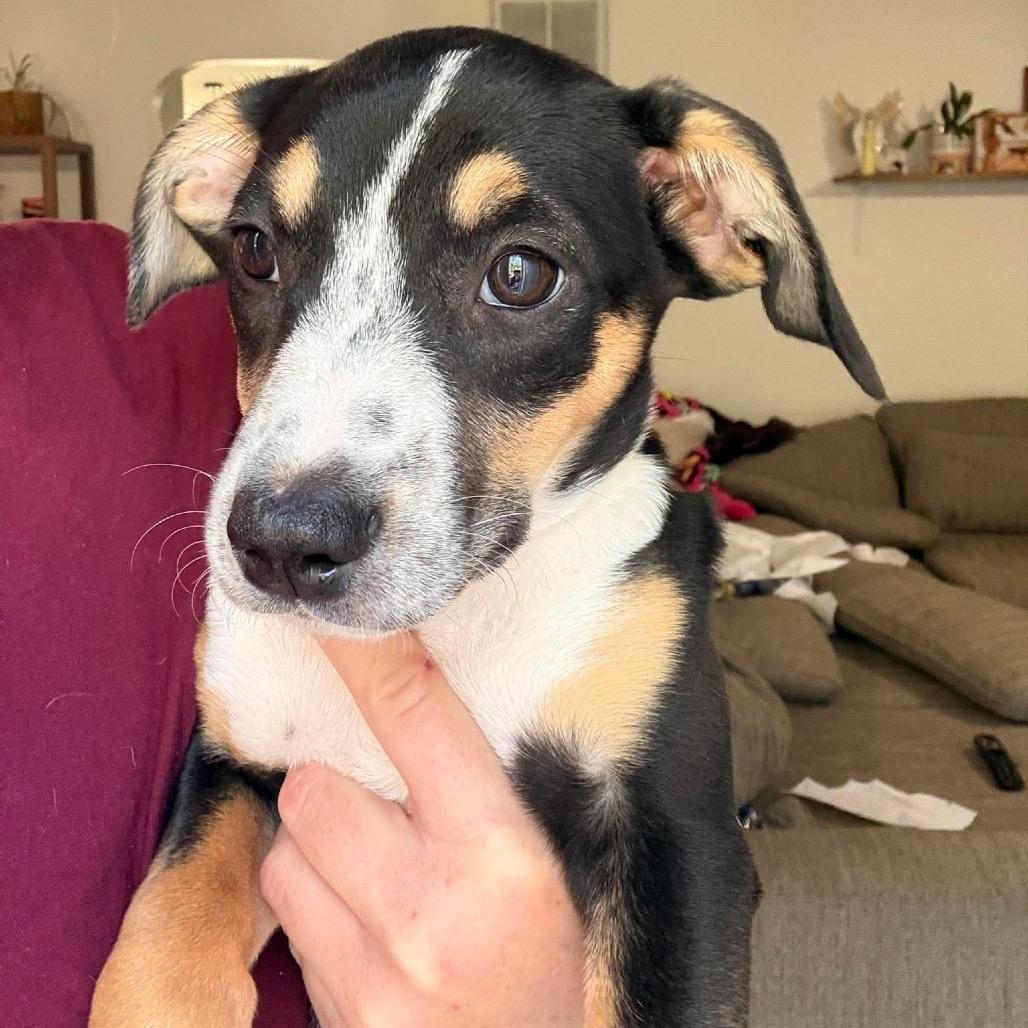 Sunny, a Adoptable mixed breed in Phoenix, MD image 2/5