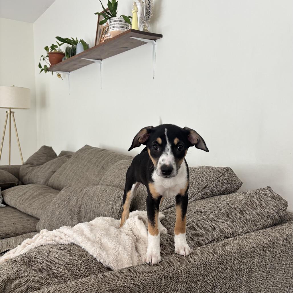 Sunny, a Adoptable mixed breed in Phoenix, MD image 3/5