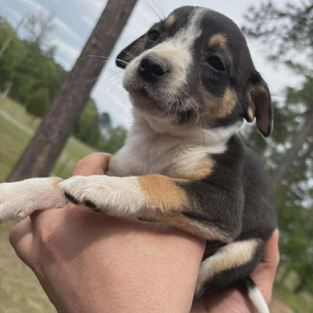 Sunny, Adoptable, Puppy Female Australian Cattle Dog / Blue Heeler & Shepherd.