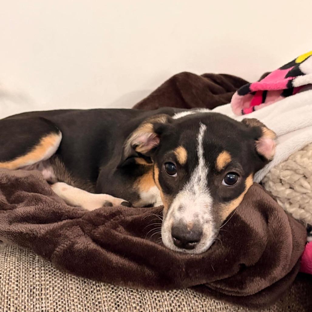 Sunny, a Adoptable mixed breed in Phoenix, MD image 5/5