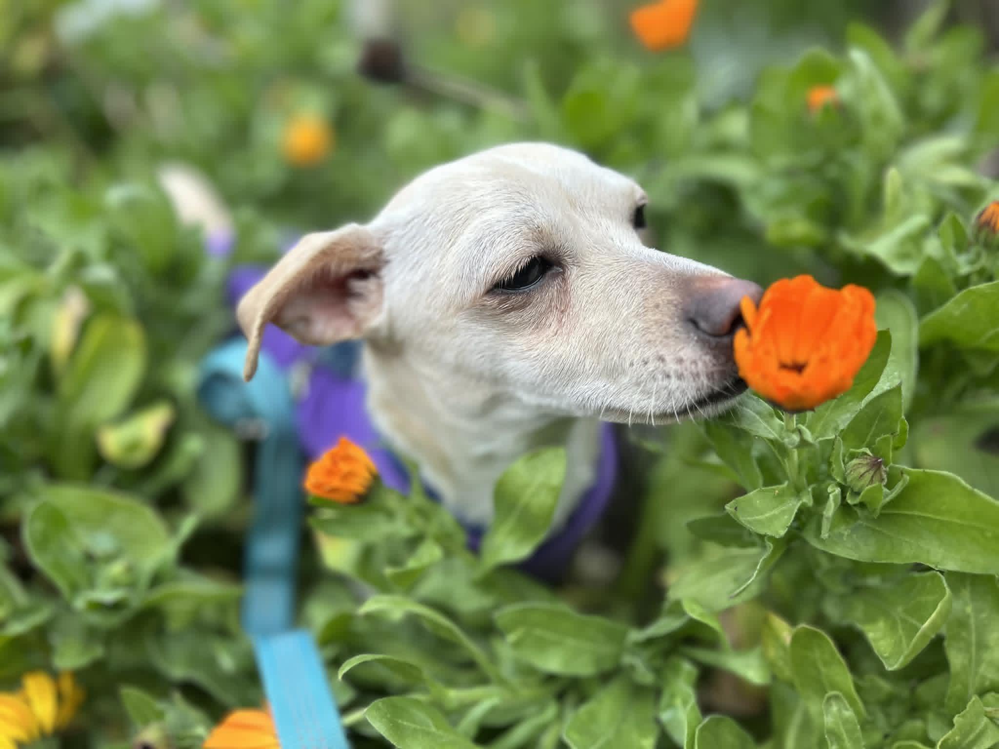 Tofu, Adoptable, Young Male Chihuahua.